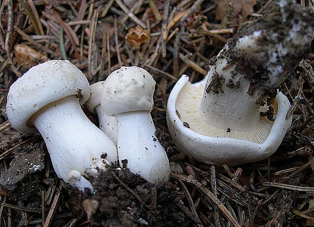 Alcune specie primaverili